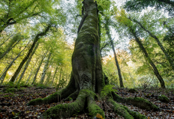 Preparation of 10 Management Plans for the Italian sites of the Ancient and Primeval Beech Forests of the Carpathians and Other Regions of Europe UNESCO Heritage Sites
