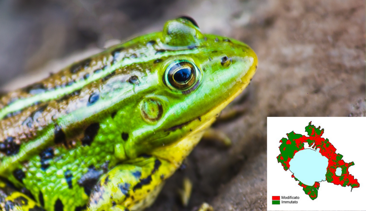 Diachronic analysis of environmental suitability for amphibians in the Bracciano area (Italy)