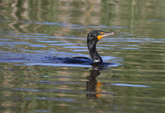 Study of the techniques and methodologies useful for the control of cormorant populations in the province of Grosseto