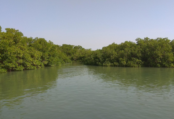 Economic evaluation of the mangrove’s ecosystem services and estimation of its economic contribution for the Guinea-Bissau