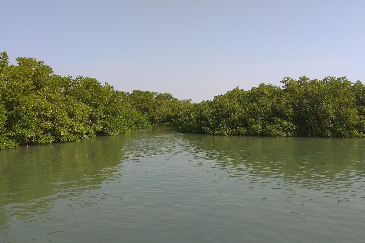 Economic evaluation of the mangrove’s ecosystem services and estimation of its economic contribution for the Guinea-Bissau